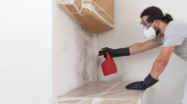 Professional Basement Mold Remediation technician working in Stevenson, MD