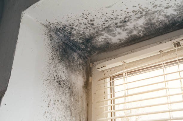 Affordable Basement Mold Remediation solutions in Stevenson, MD