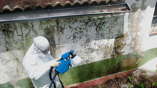 Top rated local Basement Mold Remediation specialists in Stevenson, MD